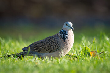 Close up of spotted Dove foraging in green grass