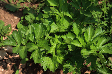 Parsley plant growing in the vegetable garden. Petroselinum crispum on summer