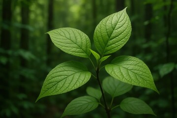 Fototapeta premium A Close-Up of Vibrant Green Leaves in a Forested Backdrop