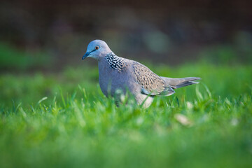Close up of spotted Dove foraging in green grass
