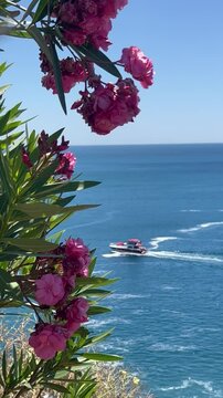 Nature view from the coast with a boat traveling in blue sea  with oleander flowers 