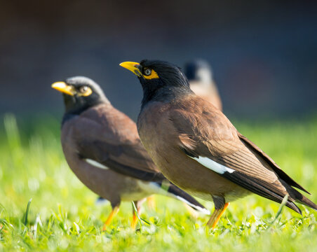 Group of Myna birds foraging in grass