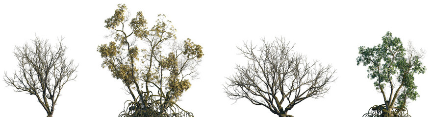 Set of Populus and Mangrove sick fallen trees in moss isolated png on a transparent background...
