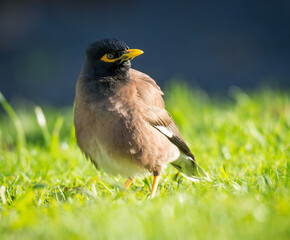Close up of common Mynah bird