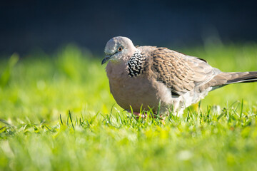 Close up of spotted Dove foraging in green grass