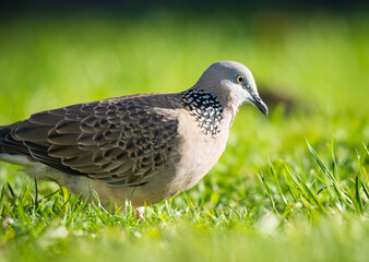 Close up of spotted Dove foraging in green grass
