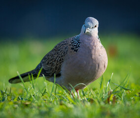 Close up of spotted Dove foraging in green grass