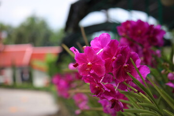 Groups of bright pink-purple orchids bloom along the walkway, with a red-roofed building and...