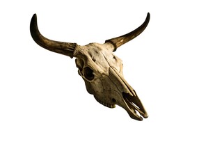 Bull skull with long horns isolated on a white background