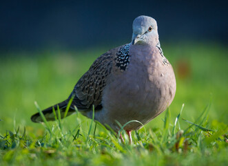 Close up of spotted Dove foraging in green grass