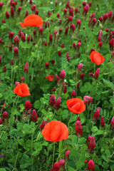 Crimson clover field in bloom with many red poppies . Trifolium incarnatum field on springtime...