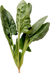 Fresh spinach bunch on white background