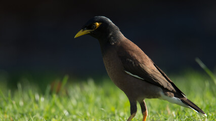 Close up of common Mynah bird