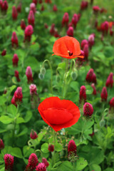 Crimson clover field in bloom with many red poppies . Trifolium incarnatum field on springtime...