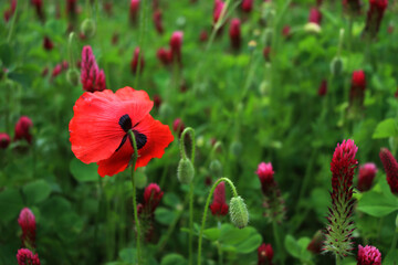 Crimson clover field in bloom with many red poppies . Trifolium incarnatum field on springtime...
