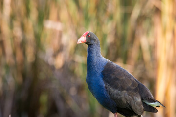 Close up of Pukeko or purple swamphen wading in lake margins among reeds