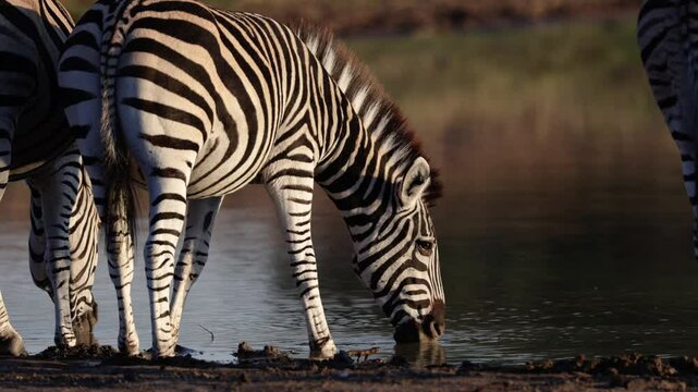 a Herd of zebra drinking water early morning