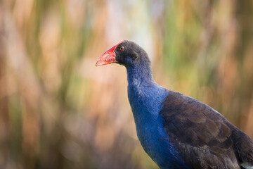 Close up of Pukeko or purple swamphen wading in lake margins among reeds