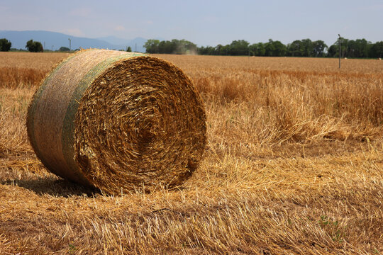 Dry yellow wheat hay bale in the field on a sunny day in  the italian countryside