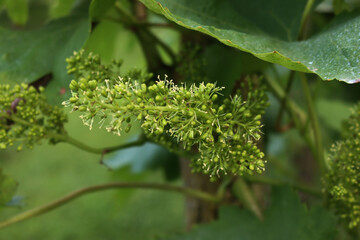 Small unripe Pinot Gris green grapes on branches in the vineyard