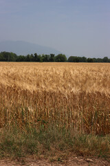 Golden wheat plants in the field on sunny day. Wheat field ready to harvest on summer against blue...
