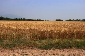 Golden wheat plants in the field on sunny day. Wheat field ready to harvest on summer against blue...