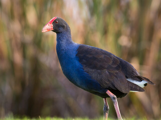 Close up of Pukeko or purple swamphen wading in lake margins among reeds