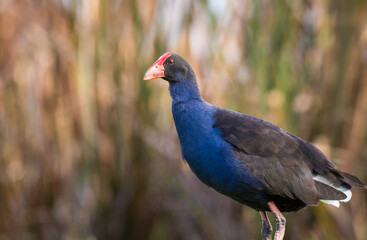 Close up of Pukeko or purple swamphen wading in lake margins among reeds