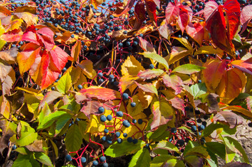 Vibrant Autumn Wild Grape Leaves with Blue Berries