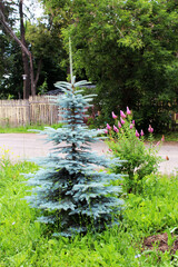 Blue young spruce, a low tree on the street.