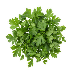 Fresh Parsley Leaves Close Up on White Background, Top View