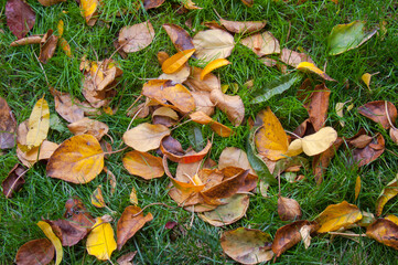 Autumn Leaves Carpet on Emerald Lawn