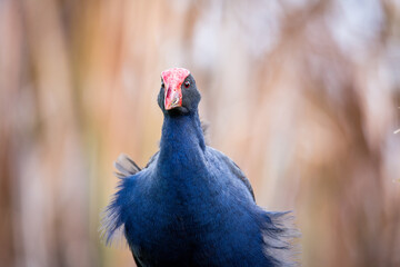 Close up of Pukeko or purple swamphen