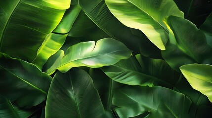 elephant large leaves