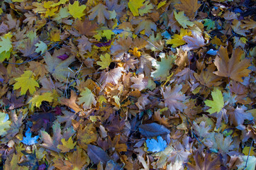 Autumn Carpet: Colorful Fallen Leaves on the Ground