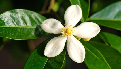 Obraz premium Close-up of a Stunning White Cosmos Flower in Full Bloom with a Yellow Center