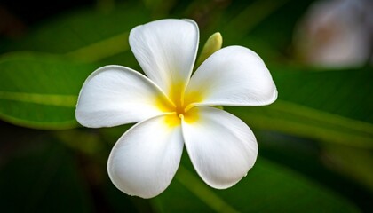 Fototapeta premium A single beautiful white plumeria flower with a yellow center blooming in a tropical garden against lush green leaves.