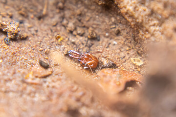 Close-up of a red ant's head remaining on soil, showcasing its mandibles and fine details. Solenopsis invicta, known as the red imported fire ant.