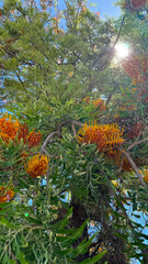 Bright orange and yellow flowers bloom among lush green foliage on a sunny day, with sunlight streaming through the branches of a tropical tree.