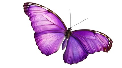 Obraz premium Vibrant Purple Butterfly Wings Isolated on White Background