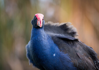 Close up of Pukeko or purple swamphen