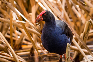 Close up of Pukeko or purple swamphen wading in lake margins among reeds