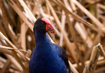 Close up of Pukeko or purple swamphen wading in lake margins among reeds