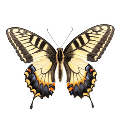 Fototapeta premium Beautiful papilio machaon butterfly showcasing vibrant colors against a Transparent background, Papilio machaon butterfly, isolated on PNG background