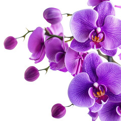 Closeup of vibrant purple orchids showcasing beauty in Thailands floral landscape, Closeup a bouquet bright purple orchids in Thailand, isolated on a Transparent background