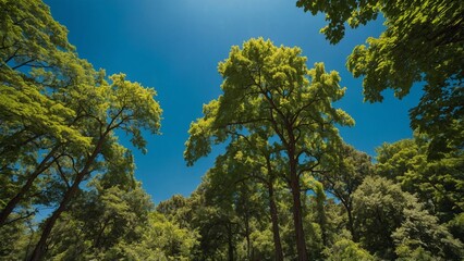 Fototapeta premium Lush foliage and towering trees in a serene park setting with vibrant summer hues and clear blue sky