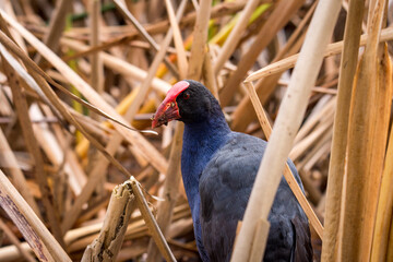 Close up of Pukeko or purple swamphen wading in lake margins among reeds