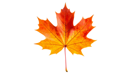 Vibrant Autumn Maple Leaf Isolated