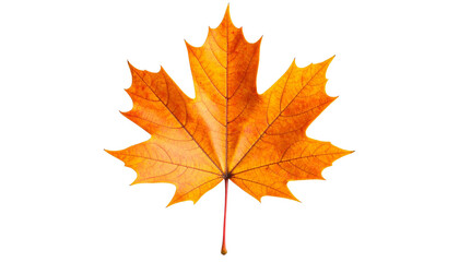 Obraz premium Single Orange Maple Leaf on White