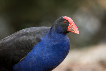 Close up of Pukeko or purple swamphen